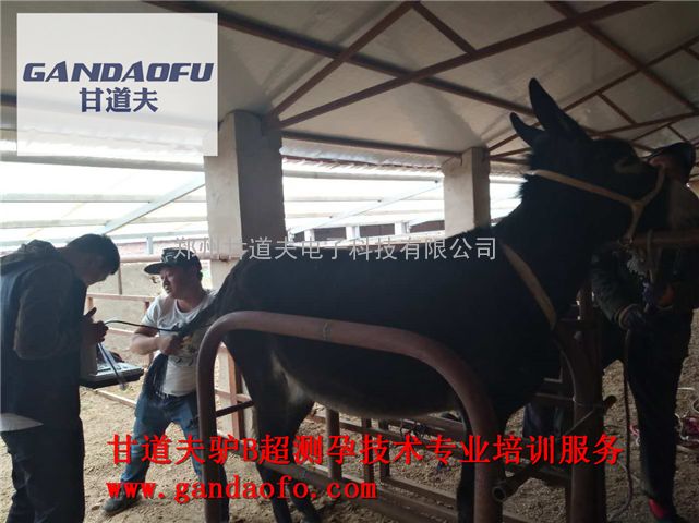驴用B超品牌厂家,驴用B超生产厂家,母驴B超测孕仪厂家