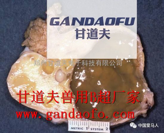 驴用B超品牌厂家,驴用B超生产厂家,母驴B超测孕仪厂家