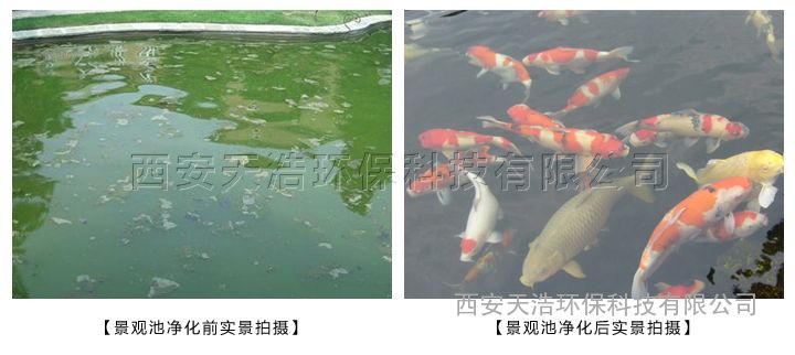 人工濕地景觀水處理設(shè)備