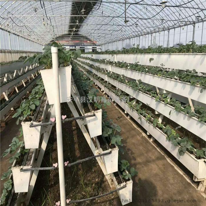 新式草莓立体种植技术汉明立体种植槽草莓架增产增收