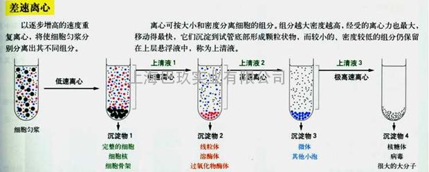 具体介绍如下: 1,差速离心法 (differential 