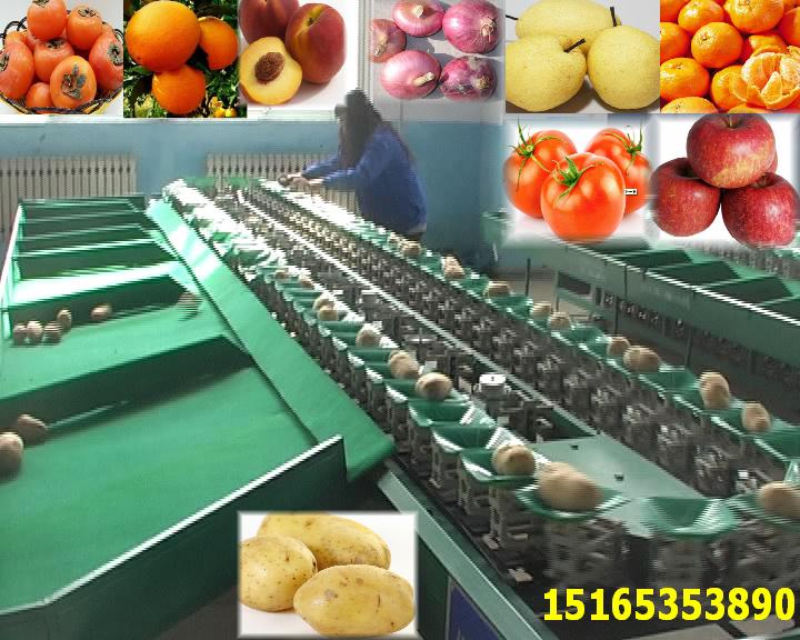 小型李子分选机,李子自动分选大小机器,家用移