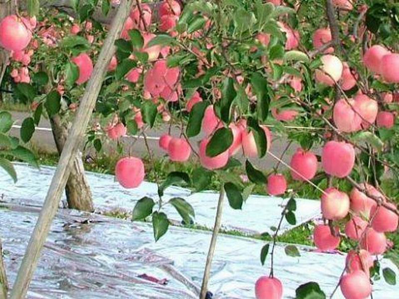 苹果5s五码合一_苹果5五码合一_苹果五合一覆盖膜