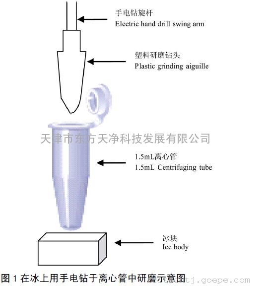 一种高效提取真菌总DNA 的方法-环保技术-谷瀑