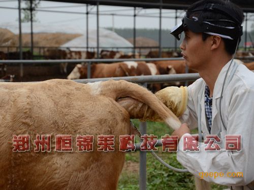 奶牛用B超机如何给奶牛进行检测