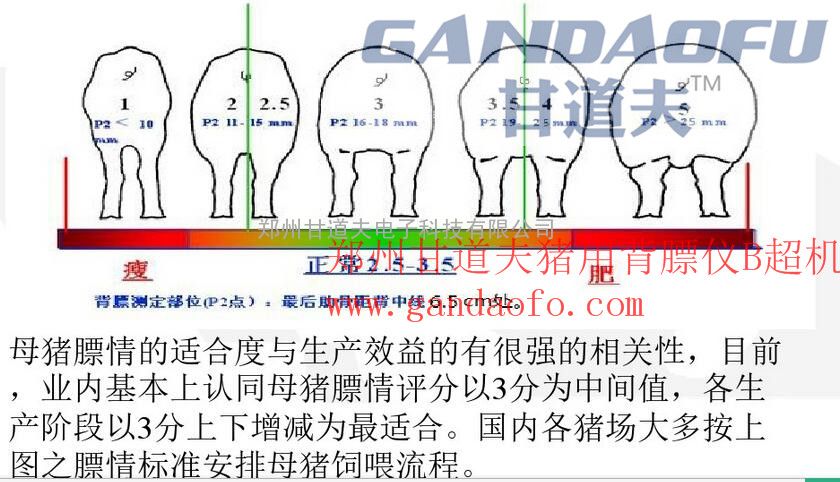 兽用背膘仪