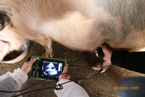 大為黑白全數字動物超聲診斷系統b超機 掌上獸用_獸用b超機 寵物彩超