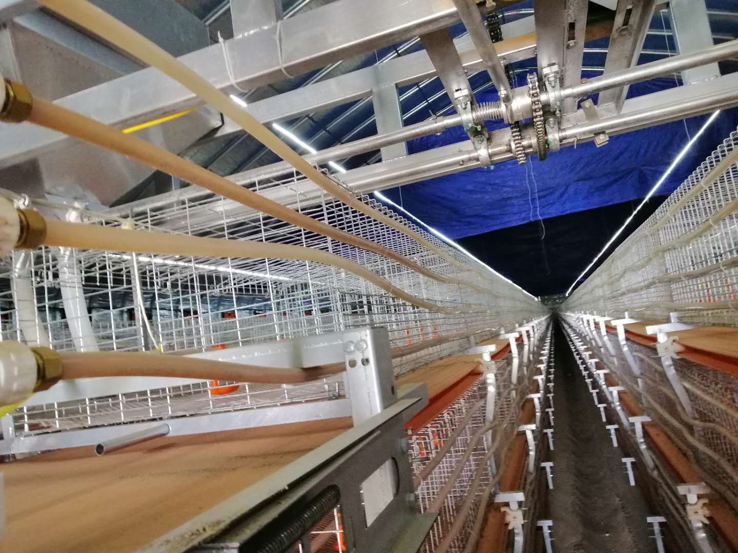 猪舍设备,猪舍取暖设备,科学养猪猪舍(第15页)_大山谷图库
