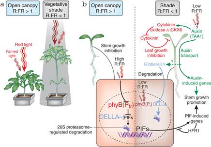 光敏色素与光调控