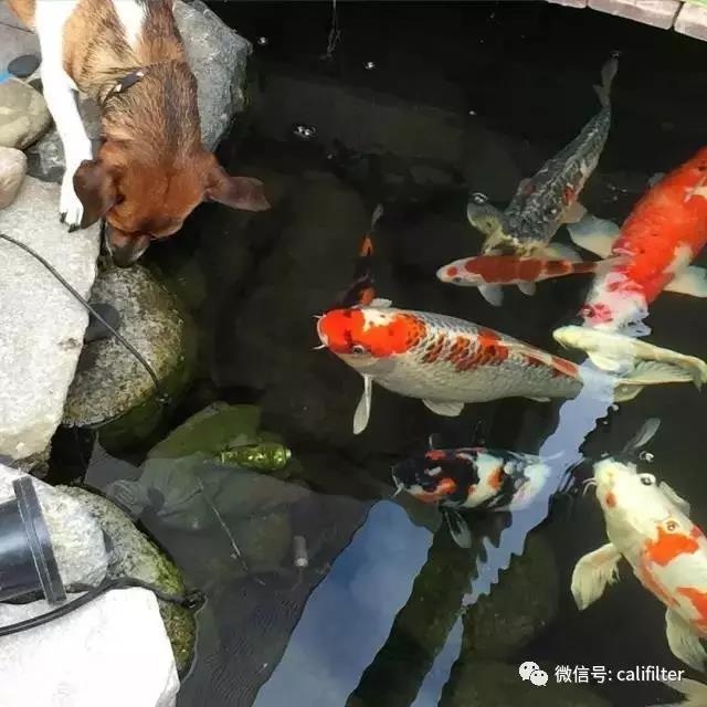 为什么这么多人养锦鲤 1493538226_8460.jpg